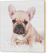 French Bulldog Wood Print