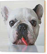 French Bulldog With Red Pepper Wood Print