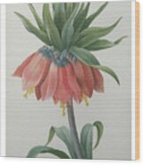Fritillaire - Imperial Crown Flower Wood Print