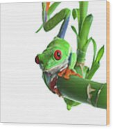 Frog  Agalychnis Callydryas  On A Green Wood Print