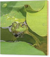 Frog Wood Print