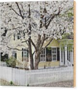 Front Yard Magnolia Blossoms Wood Print