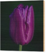 Fuchsia Tulip Wood Print
