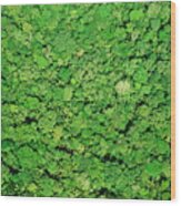 Full Frame Aerial View Over Forest Wood Print