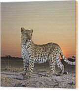 Full Length View  Of  Leopard Panthera Wood Print