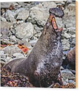 Fur Seal At Cape Foulwind, New Zealand Wood Print