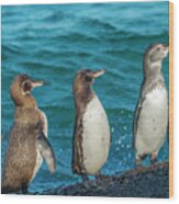 Galapagos Penguin Trio Wood Print