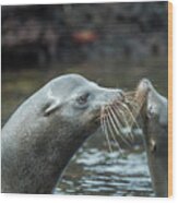 Galapagos Sea Lions Courting Wood Print