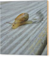 Garden Snail 2 Wood Print