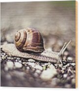 Garden Snail - Cornu Aspersum Wood Print