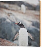 Gentoo Penguin On Rocks Wood Print