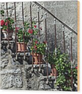 Geranium Potplants On Stairs Wood Print