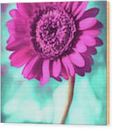 Gerbera Daisy Hot Pink Wood Print