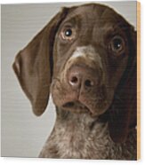 German Short-haired Pointer Puppy Wood Print
