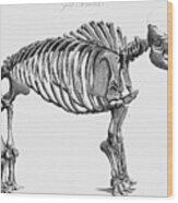 Giant Mastodon Skeleton, 1830 Wood Print