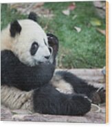Giant Panda Cub Drinking Milk Wood Print