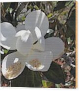 Gigantic White Magnolia Blossoms Blowing In The Wind Wood Print