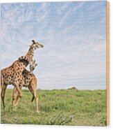Giraffe Embrace Wood Print