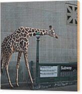 Giraffe Entering Subway Wood Print