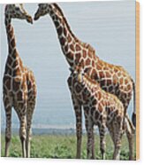 Giraffe Family Wood Print