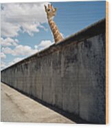 Giraffe Watching Over Cement Wall Wood Print