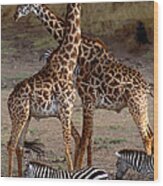 Giraffes And Burchells Zebras, Masai Wood Print