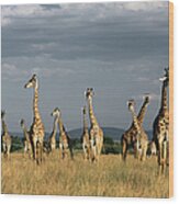 Giraffes Giraffa Camelopardalis Wood Print