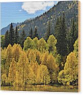 Golden Aspens On The Road To Marble Colorado Wood Print