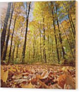 Golden Forests Of Vermont Wood Print