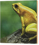 Golden Poison Frog Wood Print