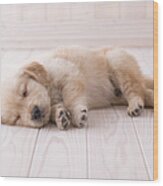 Golden Retriever Sleeping On Floor Wood Print