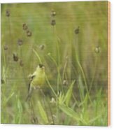 Goldfinch In Summer Wood Print