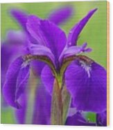 Gorgeous Irises Wood Print