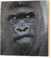 Gorilla Gorilla Wood Print