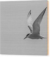 Graceful Tern Wood Print