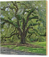 Grand Oak Wood Print