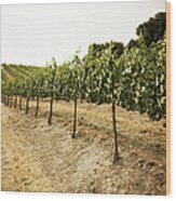 Grapes On The Vine. Paso Robles Wood Print