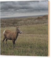 Grasslands South Dakota United States Of America Wood Print
