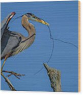 Great Blue Heron 4034 Wood Print