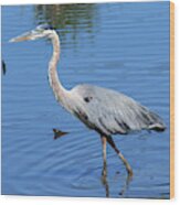 Great Blue Heron Dmsb0167 Wood Print