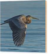 Great Blue Heron Flying Wood Print
