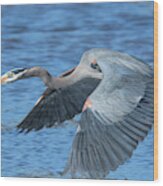 Great Blue Heron In Flight Dmsb0153 Wood Print
