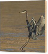 Great Blue Heron Landing Wood Print