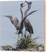 Great Blue Heron Mating Display Ii Wood Print