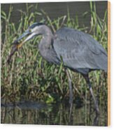 Great Blue Heron With Fish Wood Print