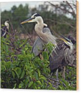 Great Blue Herons Mother And Baby Wood Print