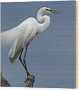 Great Egret Standing Proud Wood Print