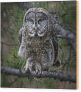 Great Gray Owl -grand Teton Nps Wood Print