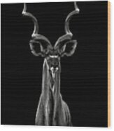 Greater Kudu Wood Print