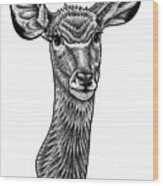 Greater Kudu - Ink Illustration Wood Print